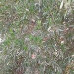 Dodonaea viscosa habit picture by M. Hedayat (cc-by-sa)