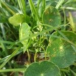 Hydrocotyle bonariensis flower picture by Gonçalves da Cunha Lucas (cc-by-sa)