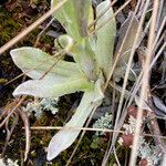 Mniodes longifolia leaf picture by Fabien Anthelme (cc-by-sa)