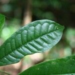 Vochysia guianensis leaf picture by Jean-François Molino (cc-by-sa)