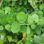 Capparis cartilaginea leaf picture by susan brown (cc-by-sa)
