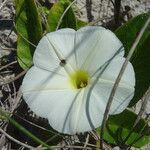 Ipomoea imperati flower picture by Renato Lima (cc-by-sa)