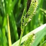 Carex pallescens leaf picture by marie claude claereboudt (cc-by-sa)