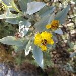 Encelia farinosa flower picture by Yvonne Negron (cc-by-sa)