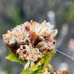 Monticalia flosfragrans fruit picture by Fabien Anthelme (cc-by-sa)