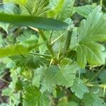Ribes uva-crispa leaf picture by regis deutsch (cc-by-sa)