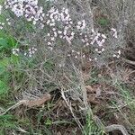 Thymus vulgaris habit picture by Alain Chatelet (cc-by-sa)
