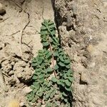 Euphorbia prostrata leaf picture by Massimo Pattarozzi (cc-by-sa)
