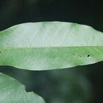 Annona exsucca leaf picture by R. Tournebize (cc-by-sa)