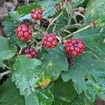 Rubus elegantispinosus fruit picture by Michel Ambroise (cc-by-sa)