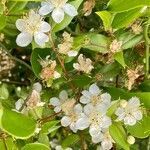 Myrtus communis leaf picture by Marie Michèle Pietri (cc-by-sa)