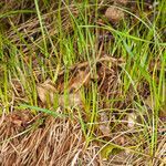 Carex montana habit picture by Martin Bishop (cc-by-sa)