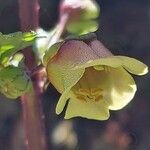 Scrophularia trifoliata flower picture by Sergio costantini (cc-by-sa)