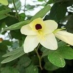 Bauhinia tomentosa flower picture by Neeraj Neeraj Tiwari (cc-by-sa)
