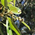 Quercus ilex fruit picture by Bernard Boutin (cc-by-sa)