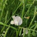 Vicia grandiflora flower picture by Slim Slim (cc-by-sa)