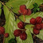 Guarea rhopalocarpa fruit picture by Nelson Zamora Villalobos (cc-by-nc)