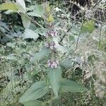 Stachys alpina habit picture by beurny (cc-by-sa)