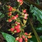 Renealmia concinna fruit picture by Daniel Barthelemy (cc-by-nc)