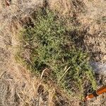 Asparagus aphyllus habit picture by Juan Carlos Viera (cc-by-sa)