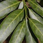 Cestrum glanduliferum leaf picture by Nelson Zamora Villalobos (cc-by-nc)