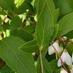 Deutzia gracilis leaf picture by 道草 (cc-by-sa)