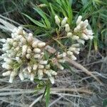 Baccharis douglasii flower picture by Liz Pucket (cc-by-sa)