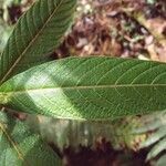 Bertiera rufa leaf picture by S. Dufour-Kowalski (cc-by-sa)