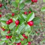 Cotoneaster divaricatus habit picture by Sabina Hartmann (cc-by-sa)