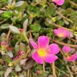 Portulaca umbraticola flower picture by Luiza Paixão (cc-by-sa)