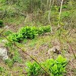 Veratrum viride habit picture by Patrick Bowen (cc-by-sa)