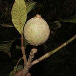 Genipa americana fruit picture by Nelson Zamora Villalobos (cc-by-nc)