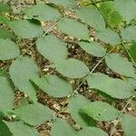 Aralia spinosa leaf picture by Jordan Jordan Diaz (cc-by-sa)