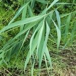 Phragmites australis leaf picture by Frank Doorme (cc-by-sa)
