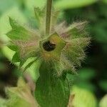 Stachys alpina fruit picture by feuilles alternes (cc-by-sa)