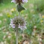 Marrubium supinum flower picture by Roelant Hietbrink (cc-by-sa)