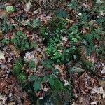 Oxalis acetosella habit picture by Jenn (cc-by-sa)