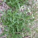 Erucastrum gallicum habit picture by yoyoy (cc-by-sa)