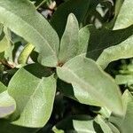 Elaeagnus commutata leaf picture by can lindy (cc-by-sa)