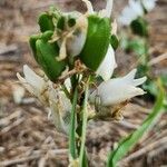 Chlorophytum tuberosum fruit picture by Susan Brown (cc-by-sa)