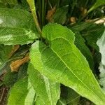 Echinacea angustifolia leaf picture by Euphrosyne Beauchamp (cc-by-sa)