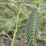 Aeschynomene rudis leaf picture by Nelson Zamora Villalobos (cc-by-nc)