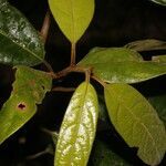 Ocotea atlantica leaf picture by Nelson Zamora Villalobos (cc-by-nc)