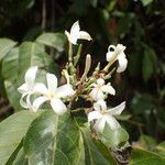Saba senegalensis flower picture by Sylvain Piry (cc-by-sa)