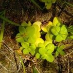 Crassula multicava habit picture by bas yves (cc-by-sa)