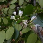 Dalbergia glabra flower picture by Nelson Zamora Villalobos (cc-by-nc)