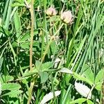 Comarum palustre habit picture by Cédric Jankowiak (cc-by-sa)