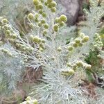 Artemisia arborescens flower picture by Camor Cuthri (cc-by-sa)