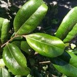 Diospyros impolita leaf picture by Coordination Endemia (cc-by-sa)