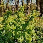 Scrophularia vernalis habit picture by Henk Van Lottum (cc-by-sa)